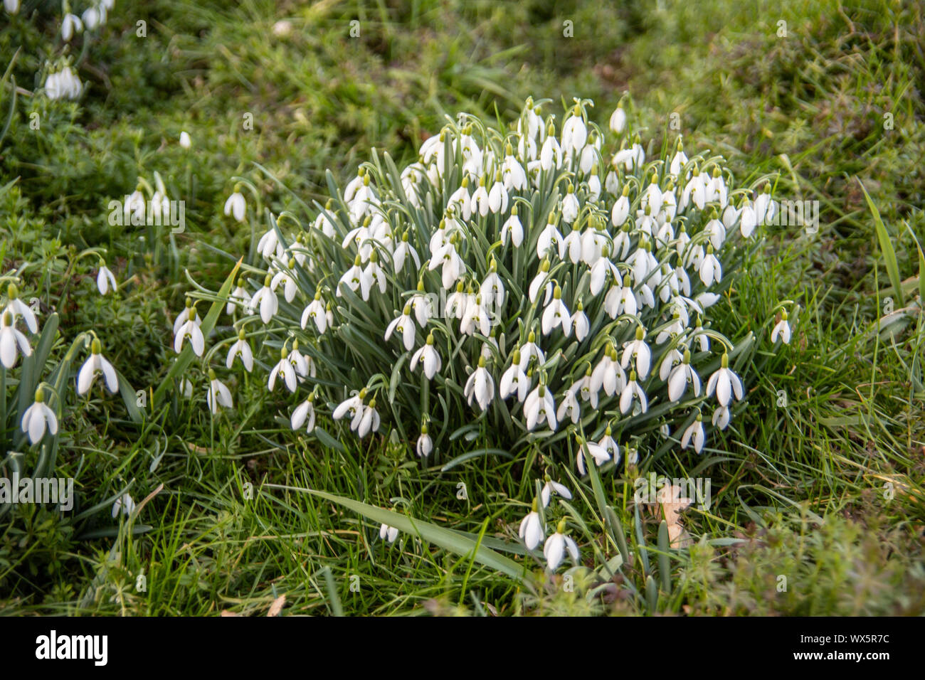 Snowdrops are blooming in the meadow Stock Photo
