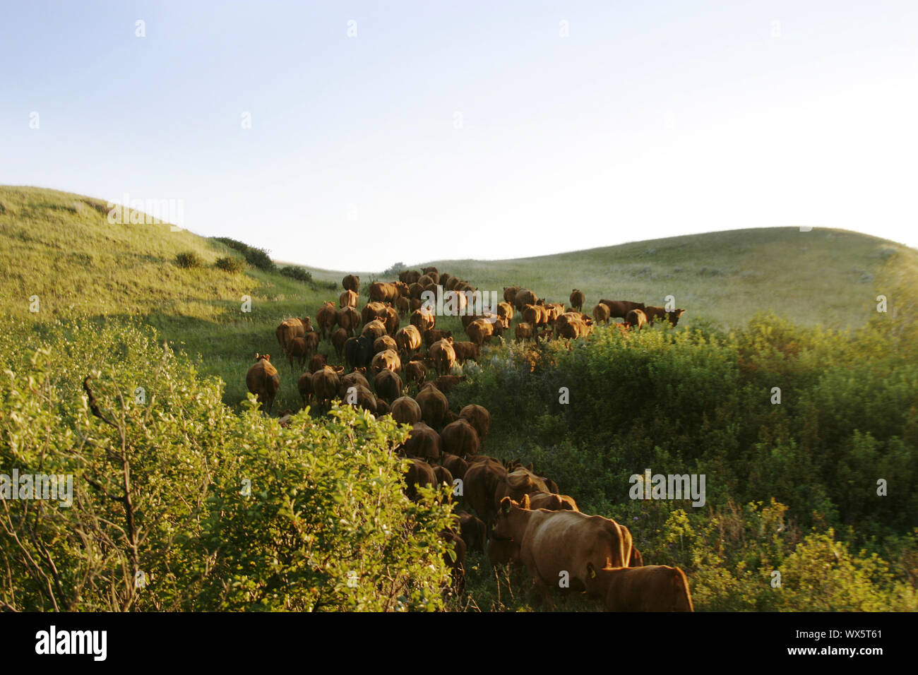 Cattle Round Up Stock Photo