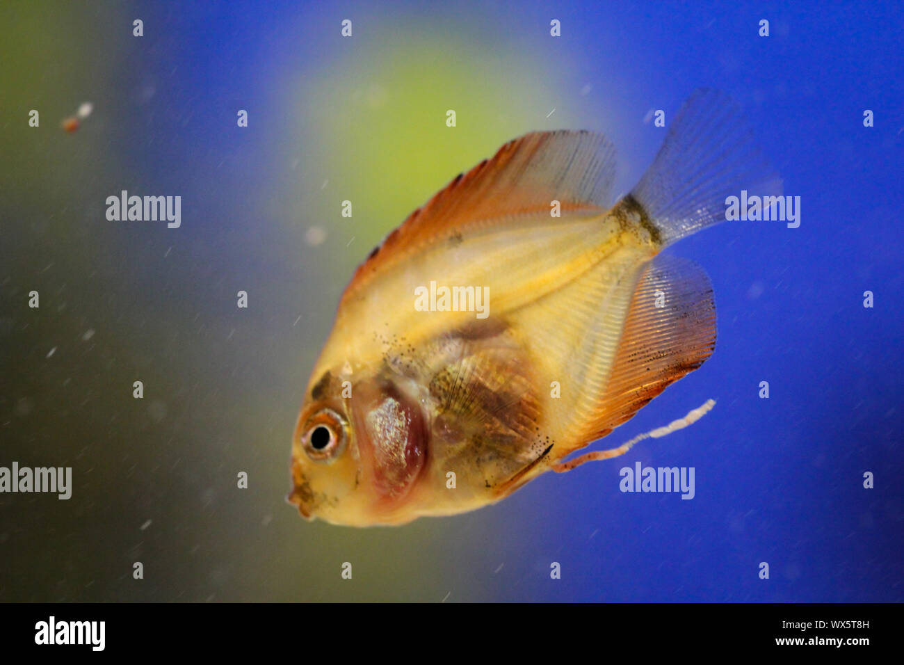 Fresh Baby Discus Portrait of a discus fish baby Stock Photo - Alamy
