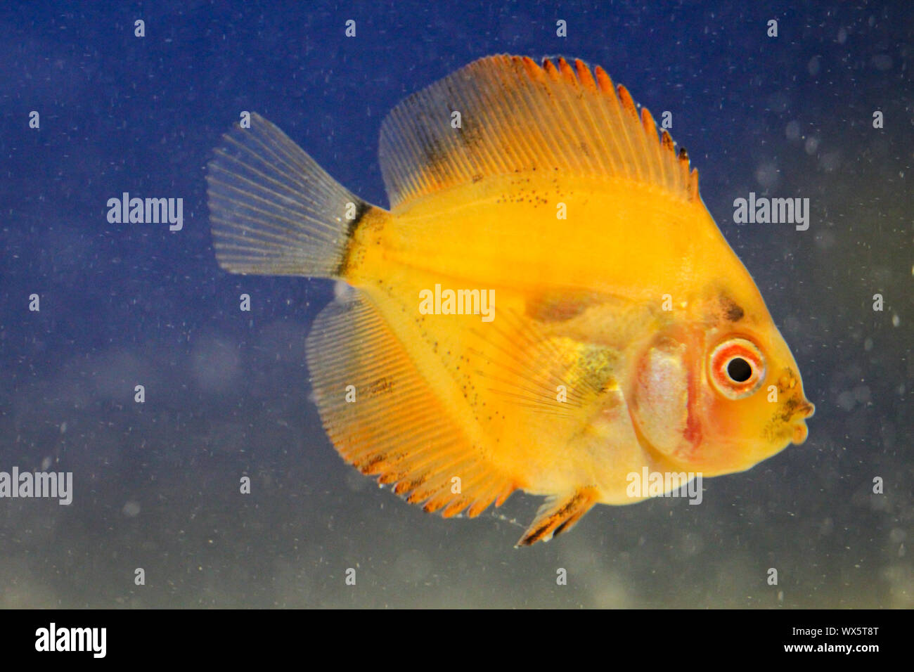 Fresh Baby Discus Portrait of a discus fish baby Stock Photo - Alamy