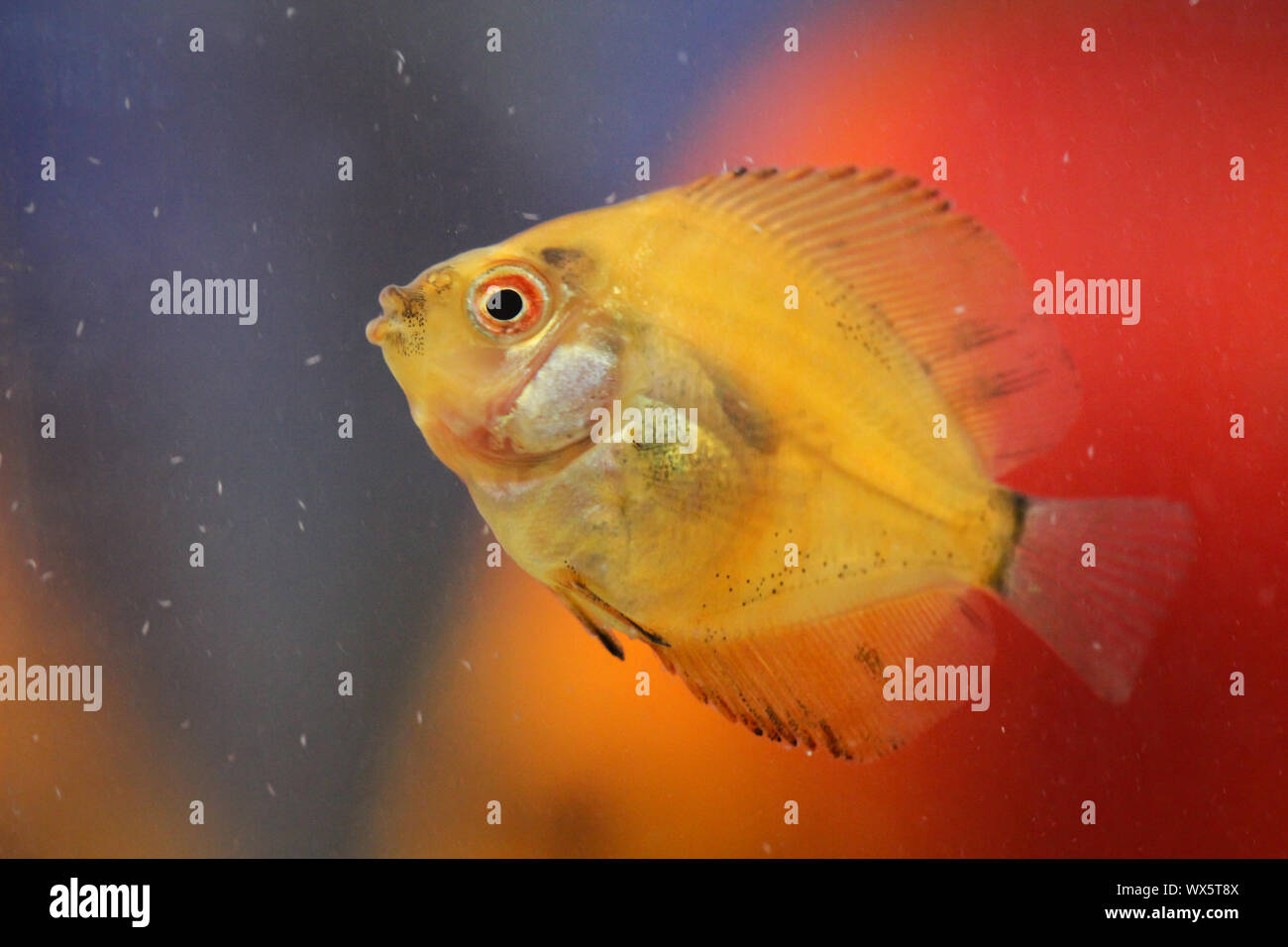 Portrait of a discus fish baby Stock Photo