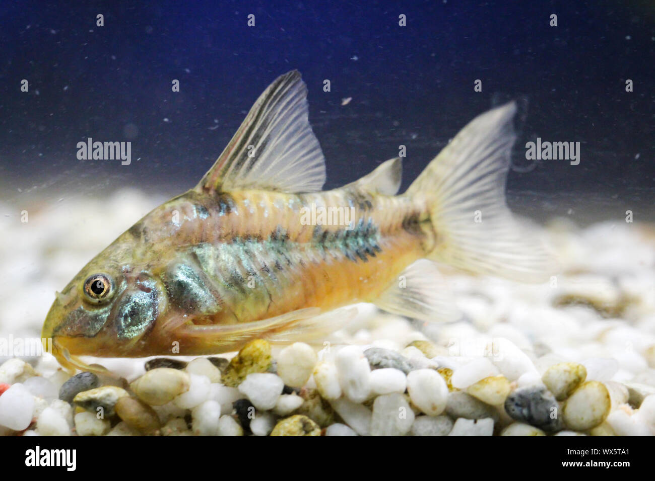 cory, catfish in the aquarium Stock Photo Alamy