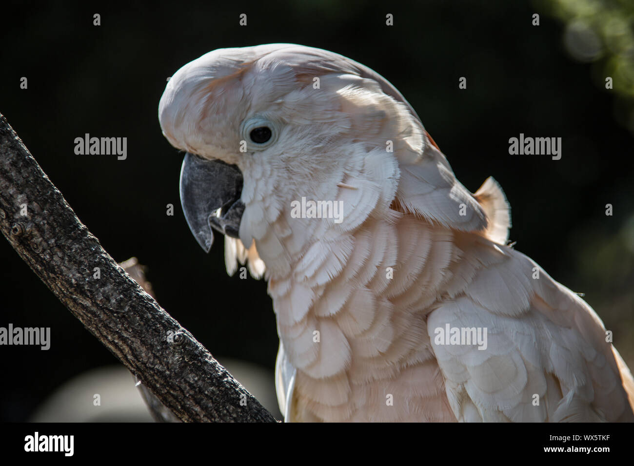Cockatoo sits in the tree Stock Photo