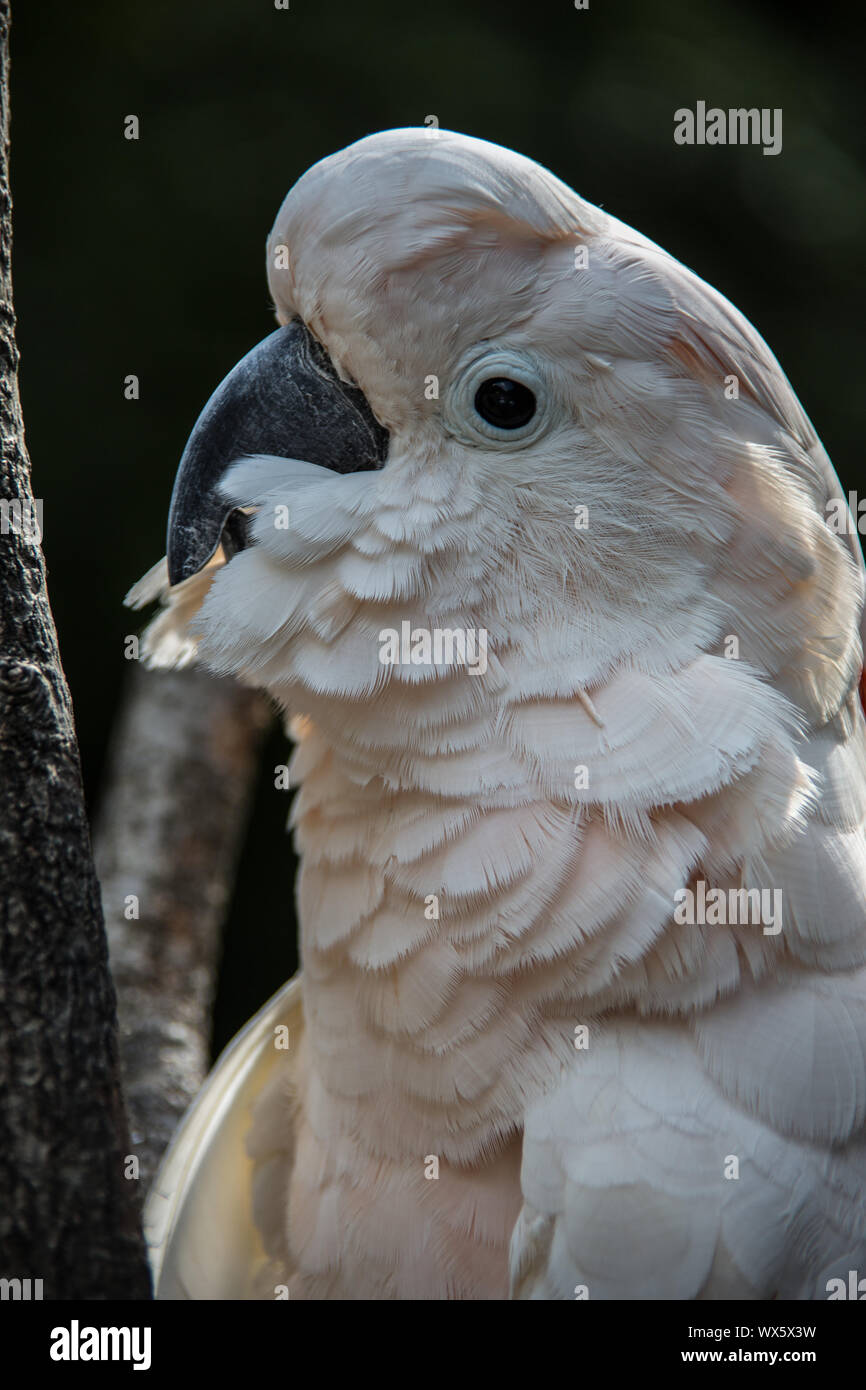Cockatoo sits in the tree Stock Photo