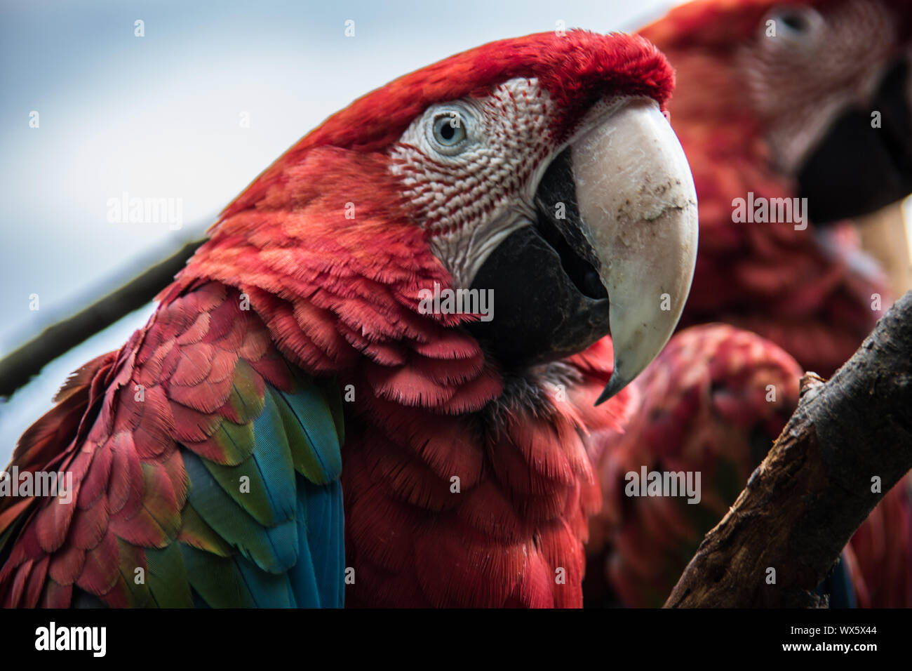 Parrots from South America Stock Photo