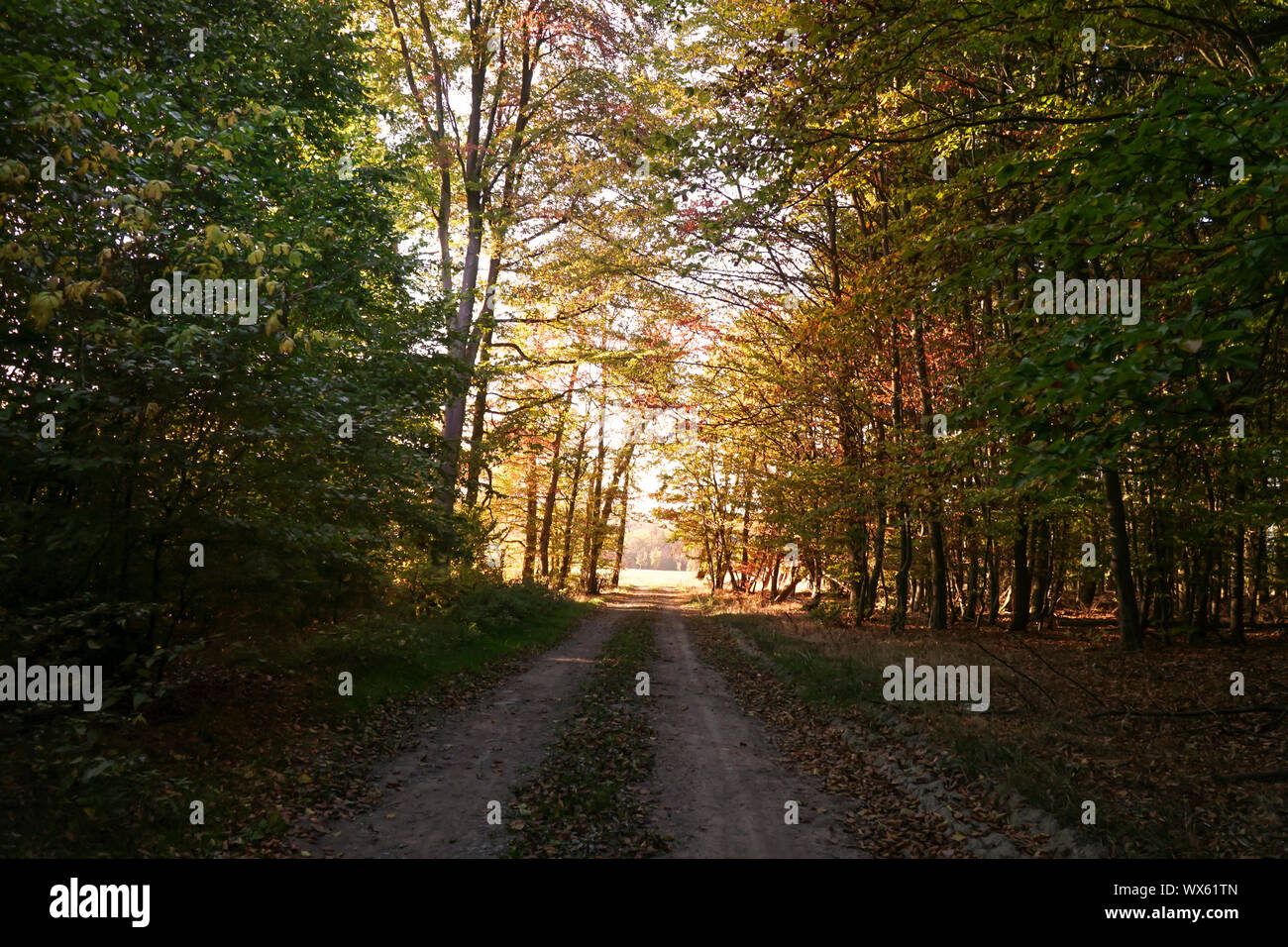 Colorful scenic landscape with trees in forest in autumn. Stock Photo