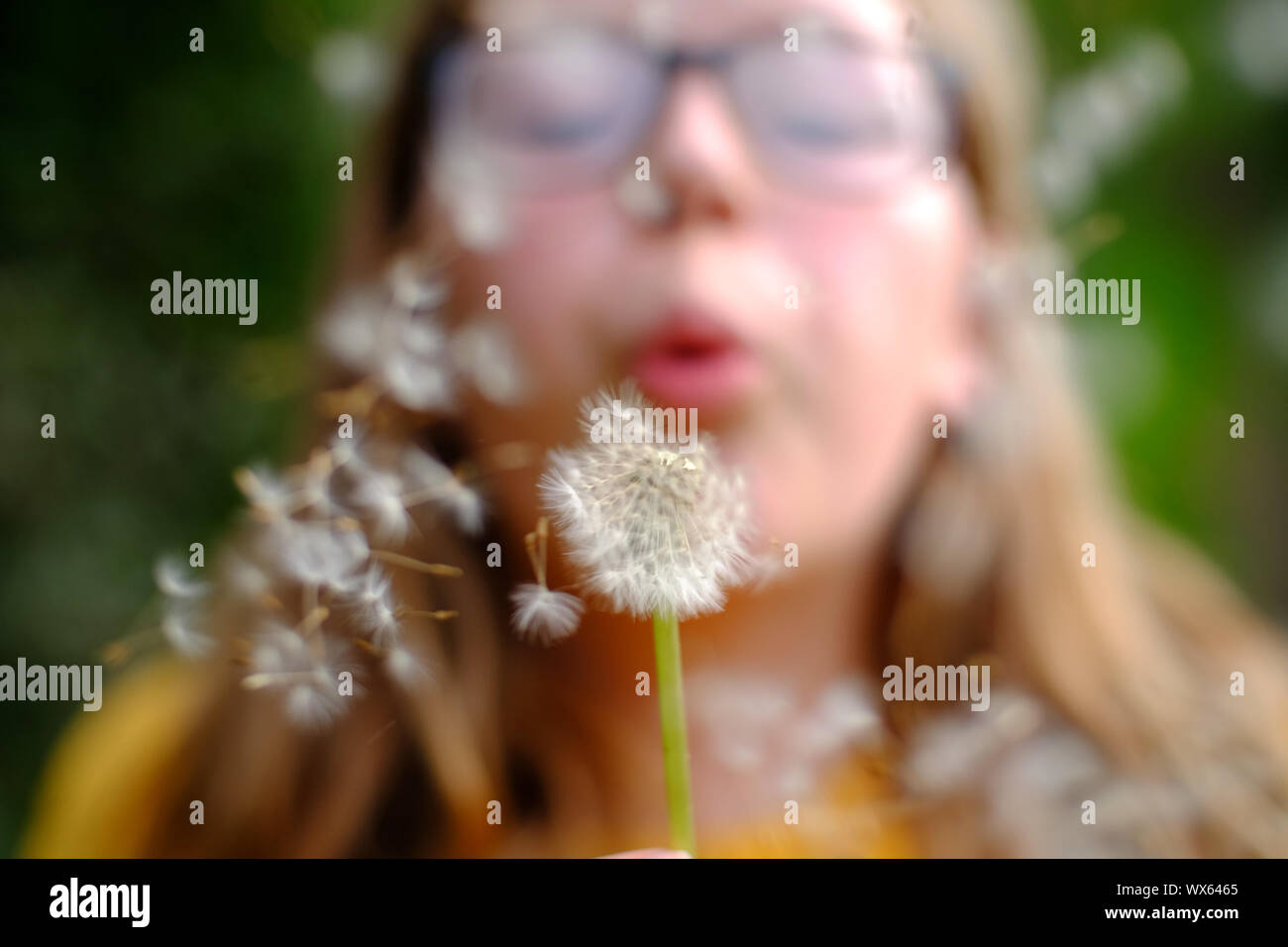 Child blowing dandelion seedhead. Stock Photo