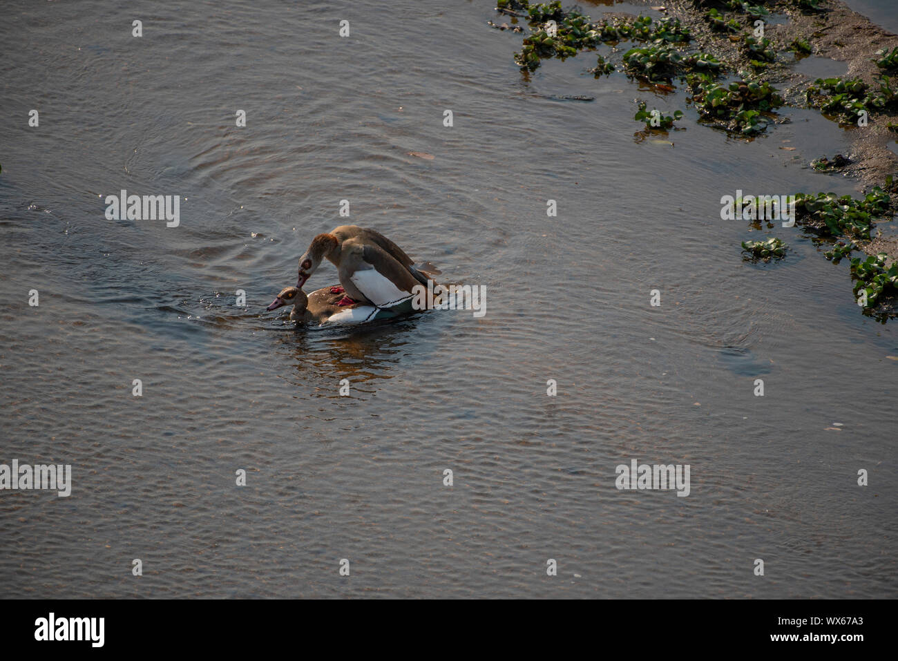 Egyptian geese mating in shallow water Stock Photo