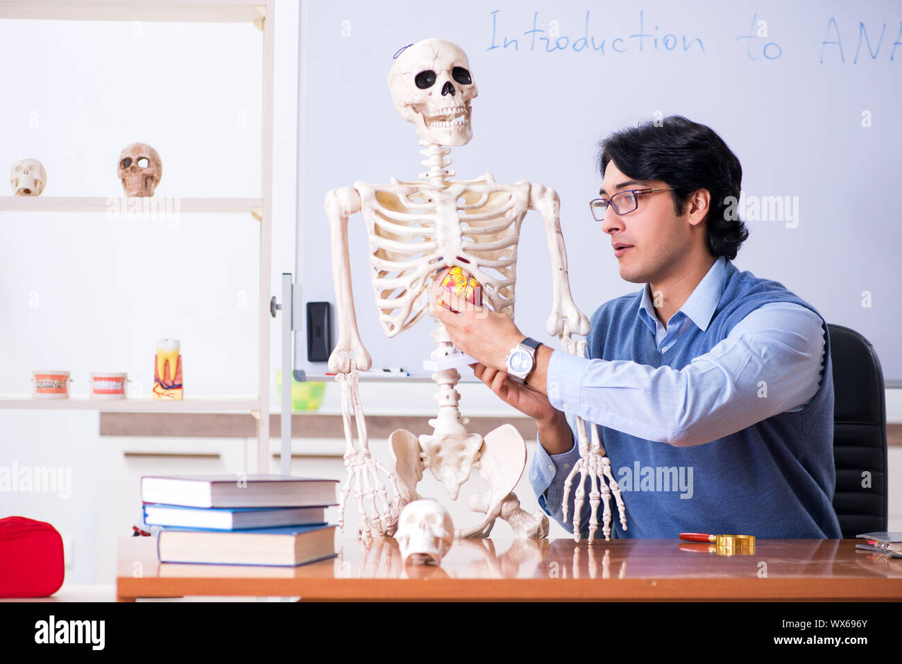 Young lecturer teacher teaching anatomy Stock Photo Alamy
