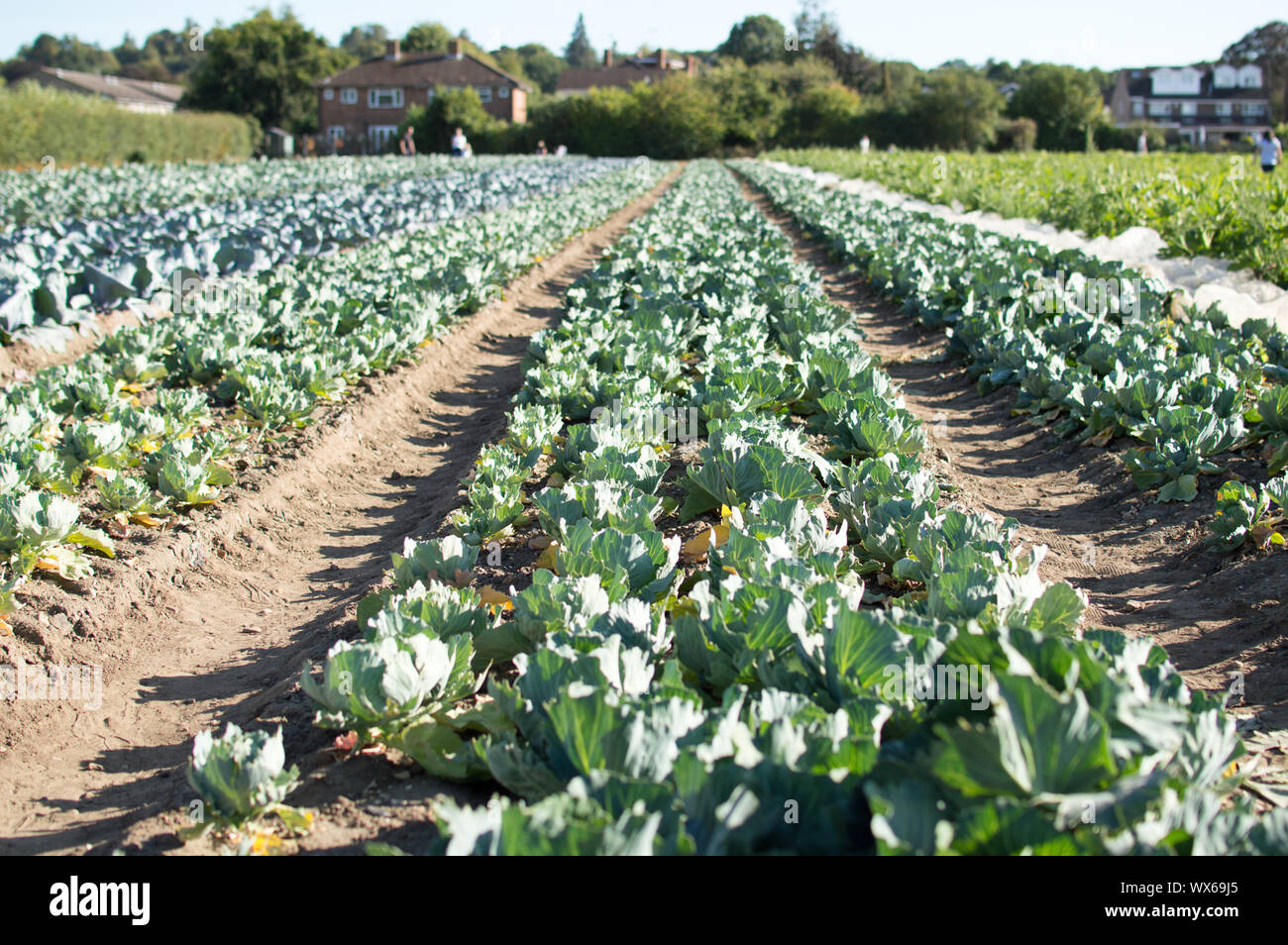 Broccoli farm hires stock photography and images Alamy