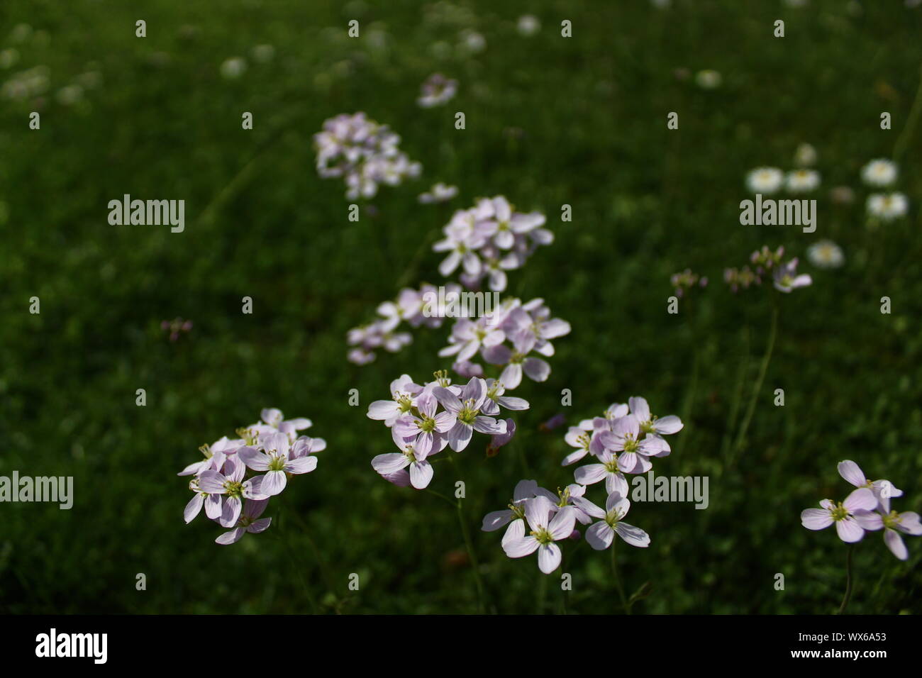 The picture shows a meadow with cuckoo flowers. Stock Photo