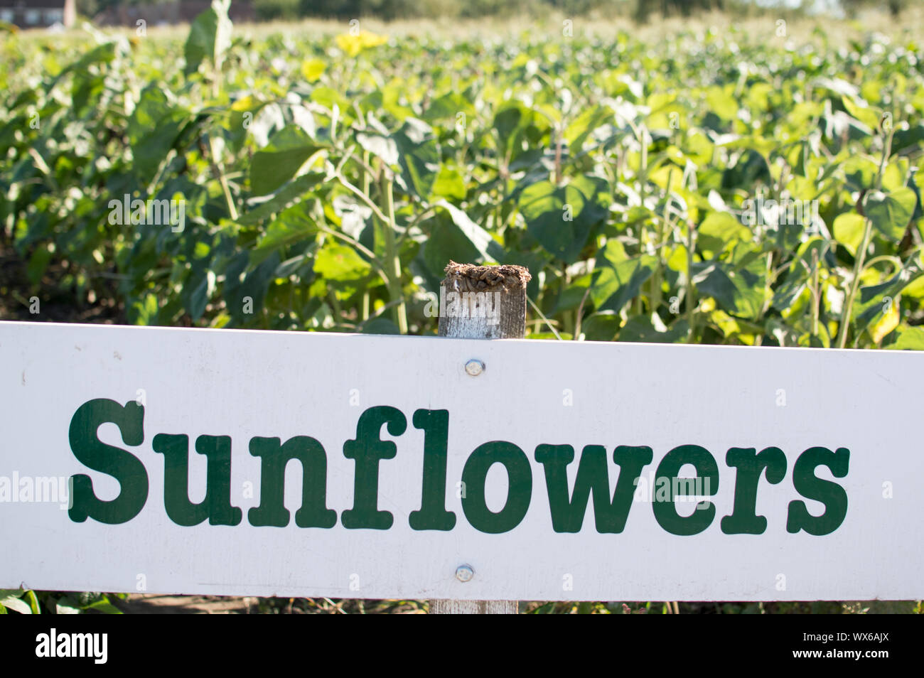Sunflowers sign board at pick your own farm Stock Photo
