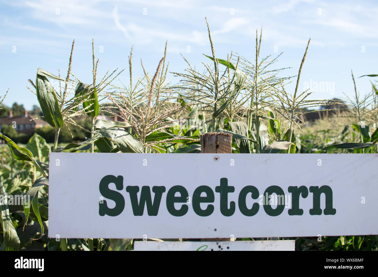 Sweetcorn sign board at pick your own farm Stock Photo