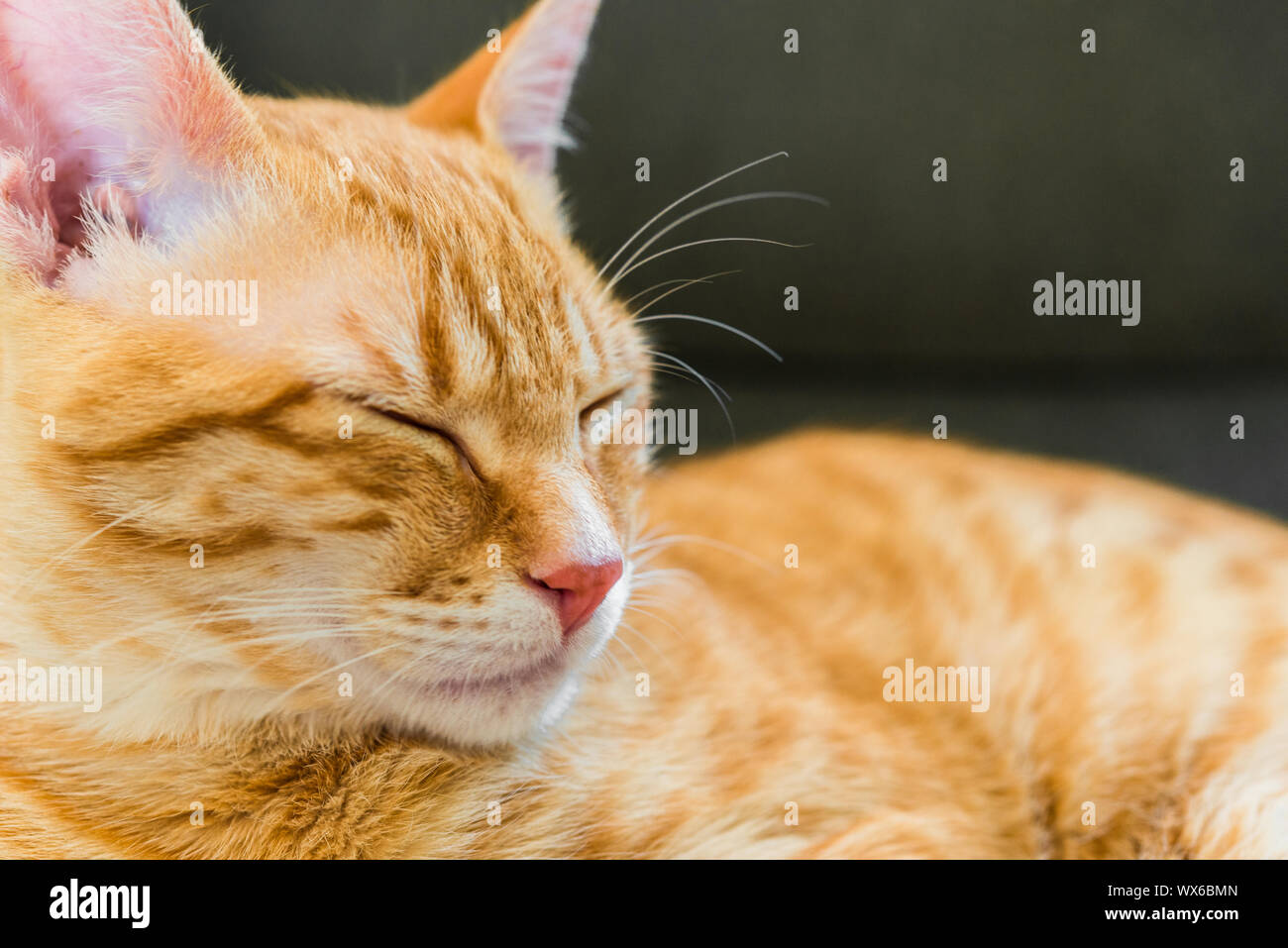 Close up of a cute orange tabby kitty cat sleeping Stock Photo - Alamy