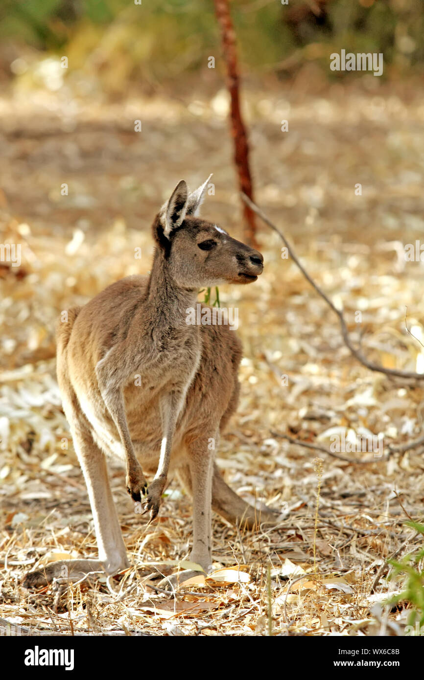 Kangaroos In Wildlife Habitat Hi res Stock Photography And Images Alamy kangaroos-in-wildlife-habitat-hi-res-stock-photography-and-images-alamy