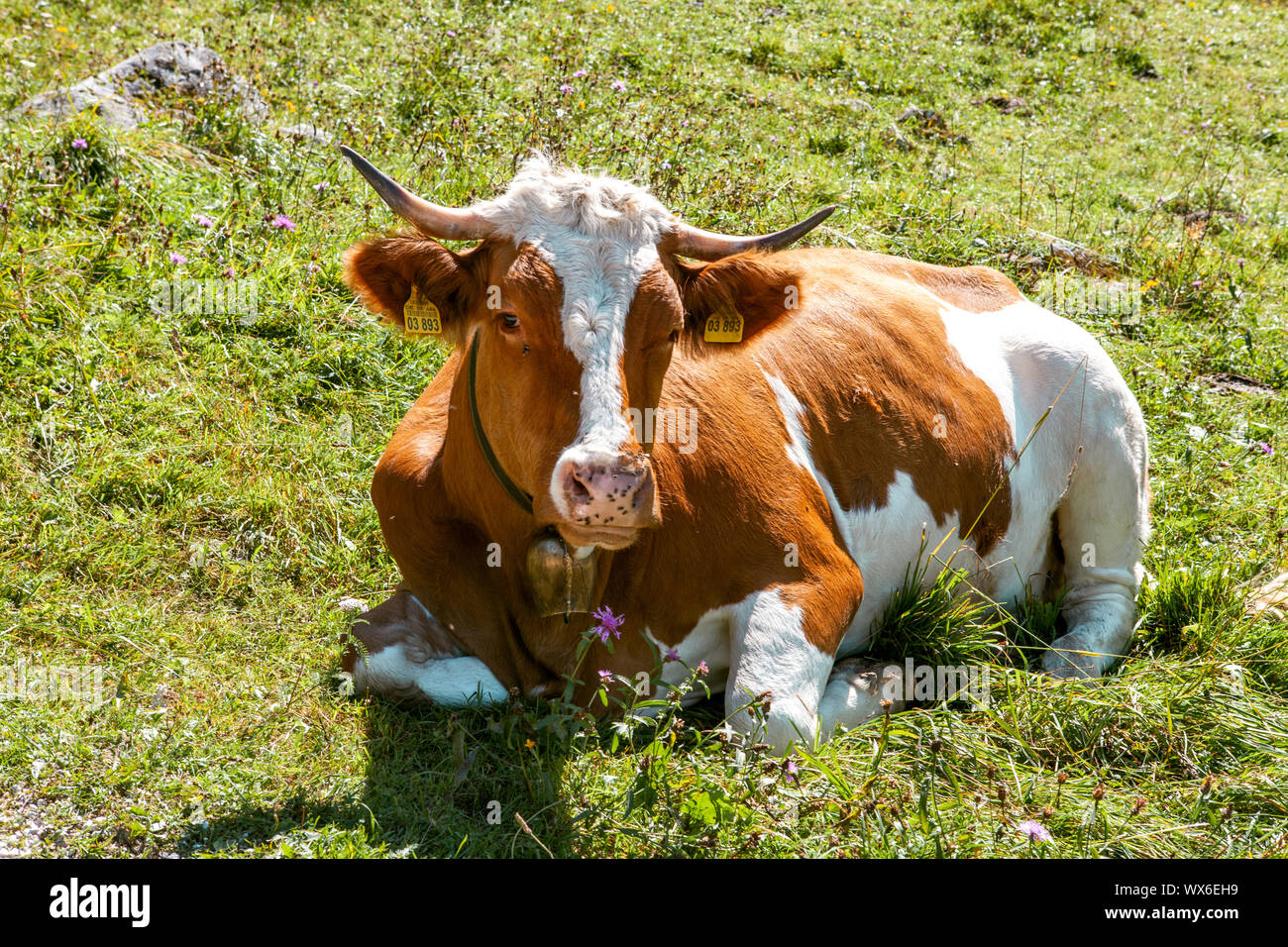 Germany, Bavaria Alpine cows near the Konigssee lake (Berchtesgadener