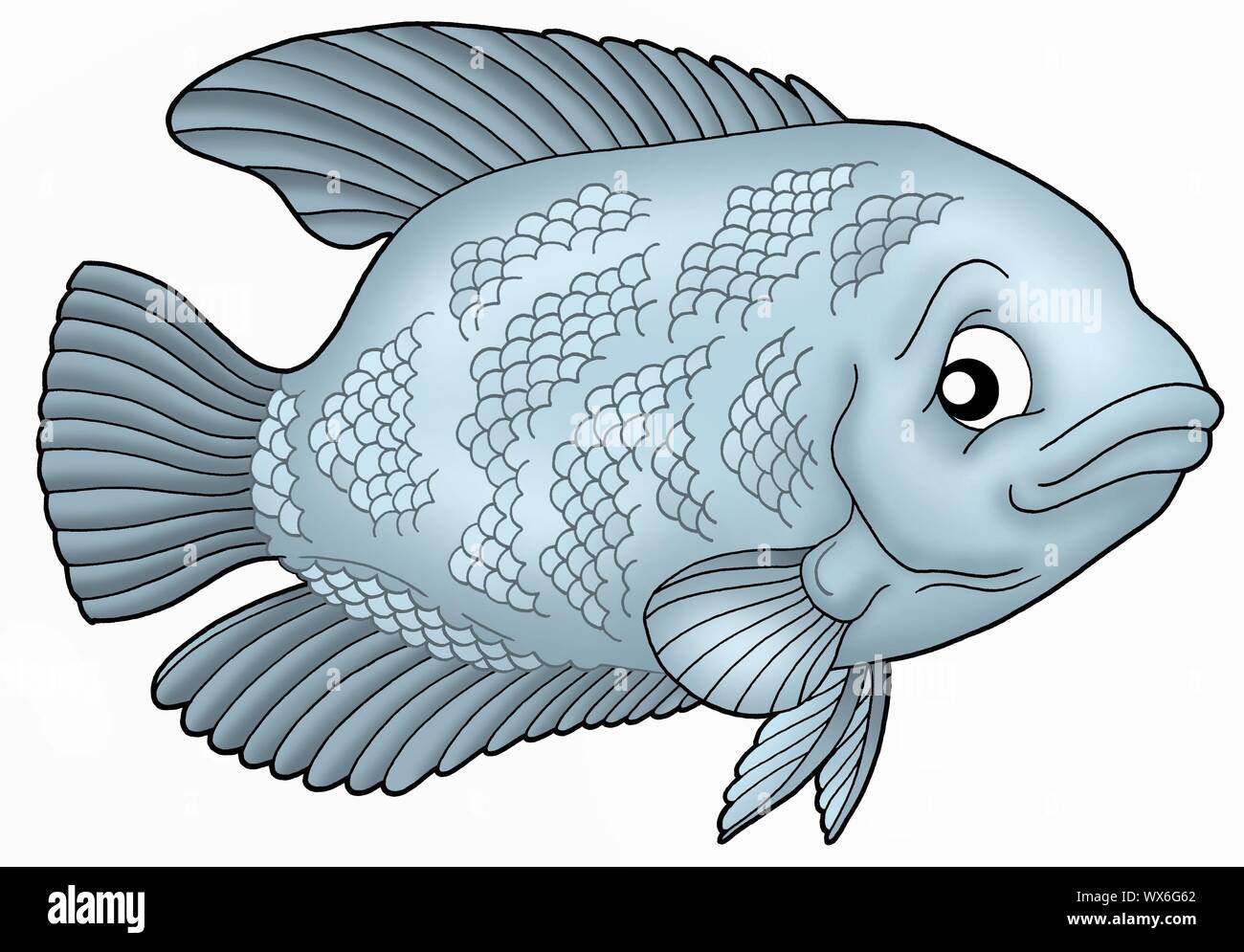Blue Gurama fish - color illustration. Stock Photo