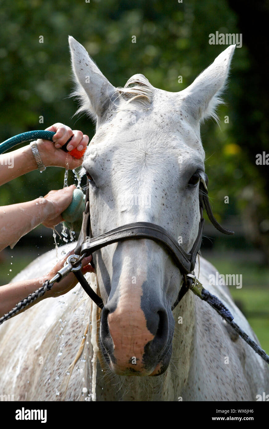 washing white horse Stock Photo Alamy