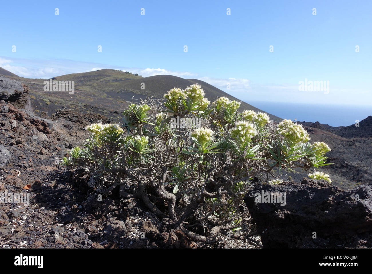 Echium brevirame, endemic to La Palma Stock Photo