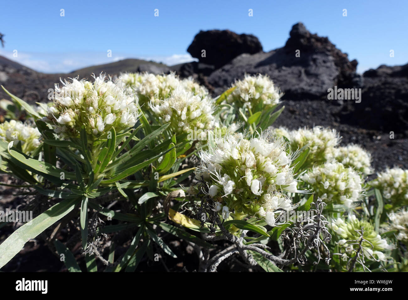 Echium brevirame, endemic to La Palma Stock Photo