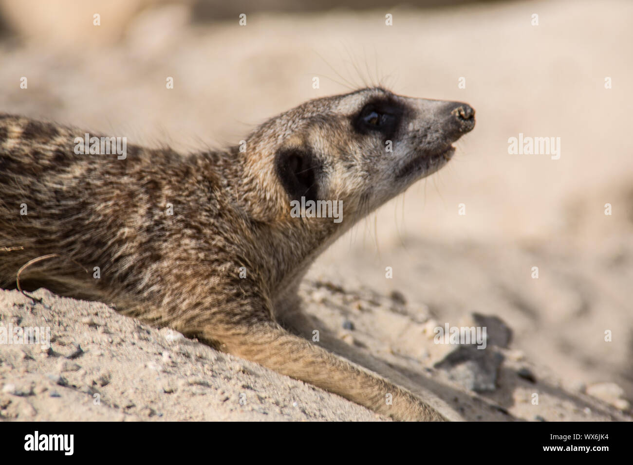 Meerkats playing In the Sand Stock Photo