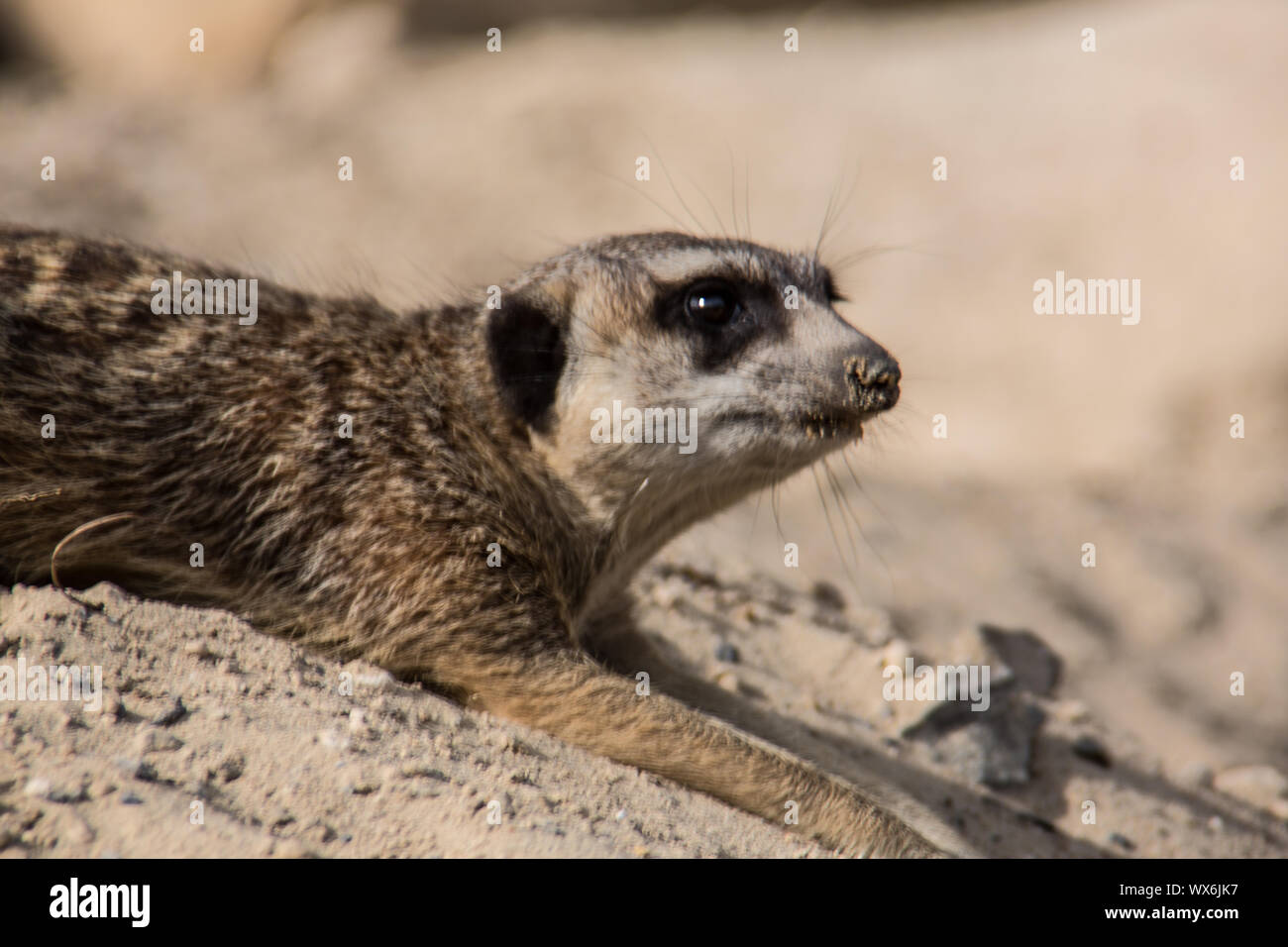 Meerkats playing In the Sand Stock Photo