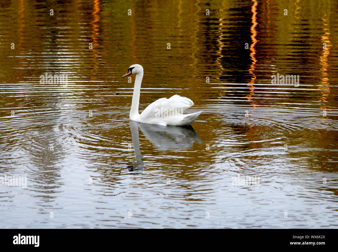 swan on lake Stock Photo