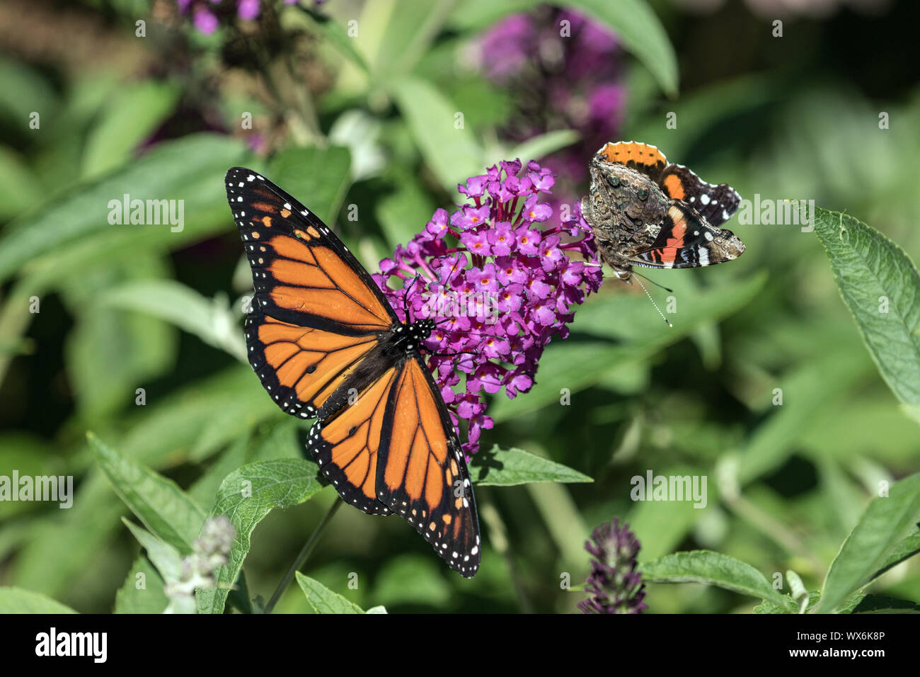 Closeup of Monarch Butterfly ( Danaus plexippus) and Red Admiral ( Vanessa atalanta) pollinating purple Butterfly Bush in Ontario,Canada Stock Photo