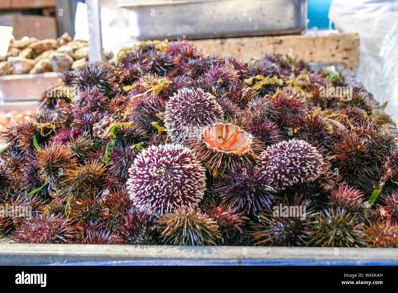 Sea Urchin Seafood Stock Photos Sea Urchin Seafood Stock Images