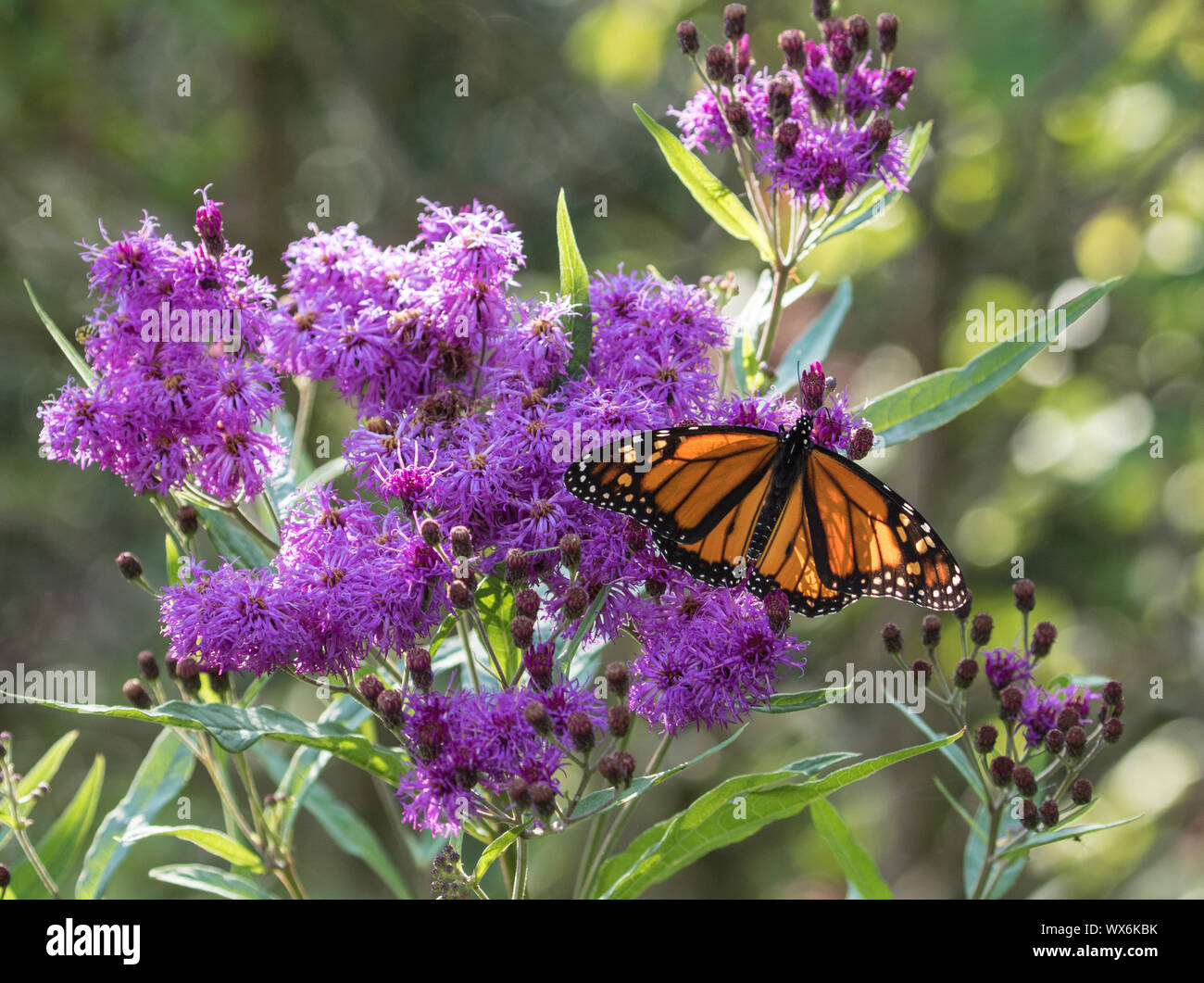 Portrait of Monach Butterfly( Danaus plexippus) on purple ironweed flowers during fall migration in Ontario,Canada Stock Photo