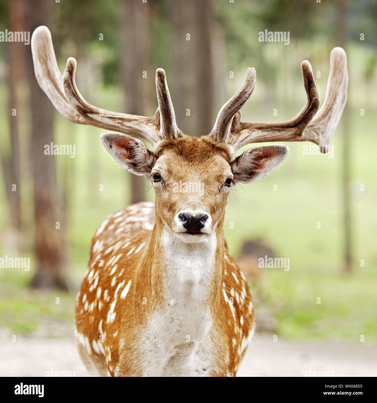 ika deer, Tame sika deer, Tame deer (Cervus nippon), stag in summer fur, front view, Germany Stock Photo