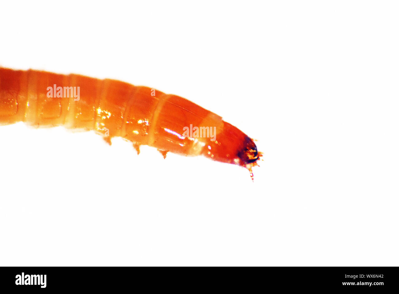The larva of a beetle Stock Photo