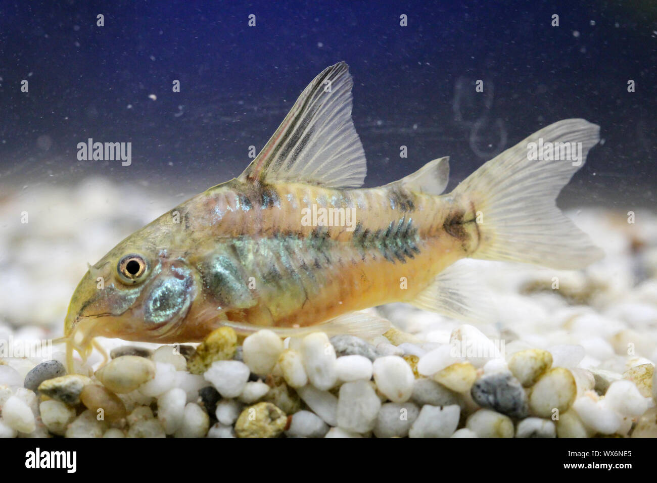 cory, catfish in the aquarium Stock Photo - Alamy