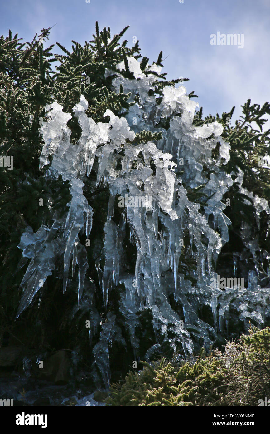 Adenocarpus viscosus, with ice cover from the night frost Stock Photo