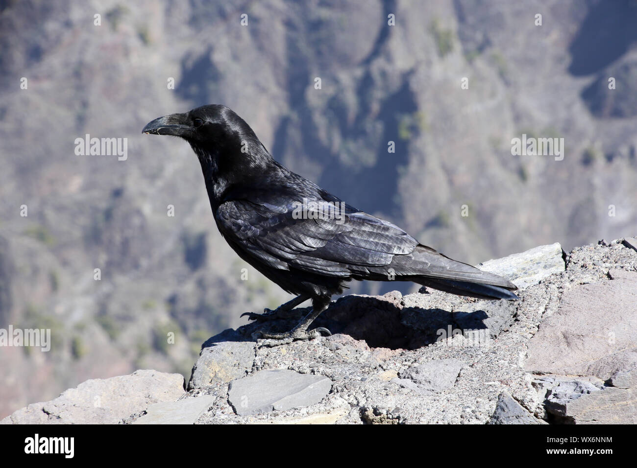 corvus-corax-canariensis-hi-res-stock-photography-and-images-alamy