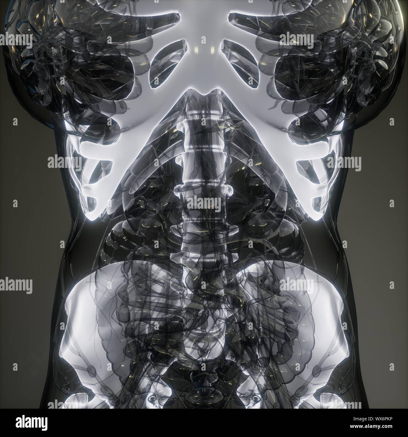 Transparent Human Body with Visible Bones Stock Photo - Alamy
