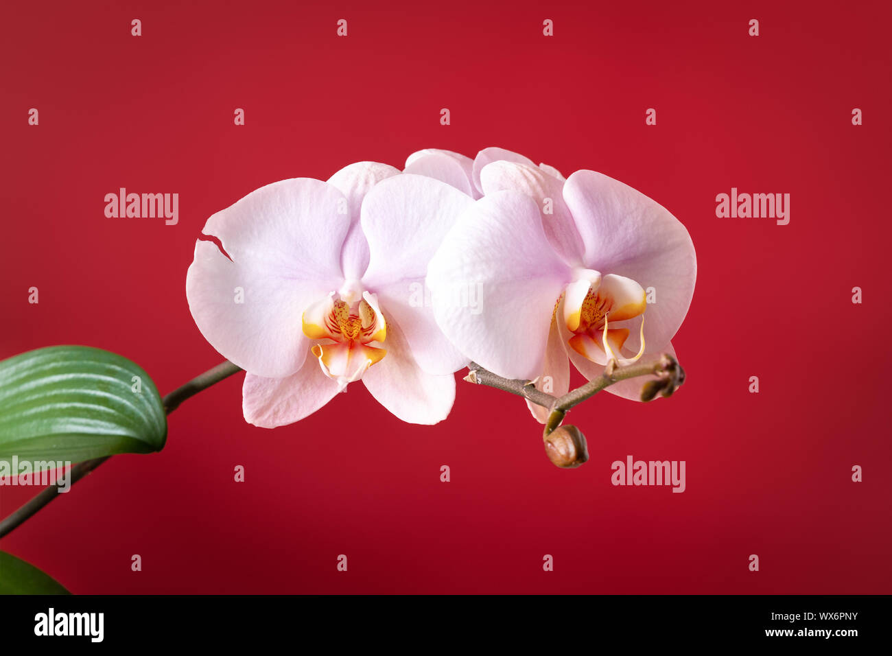 pink phalaenopsis orchid flower Stock Photo
