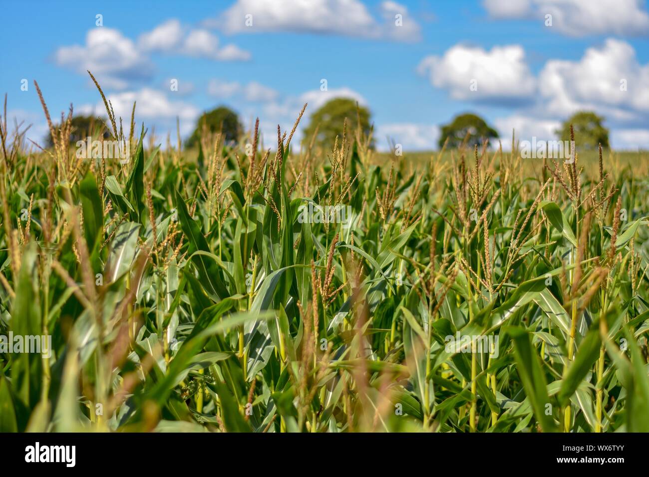 Symmetrical trees in a row in corn field Stock Photo