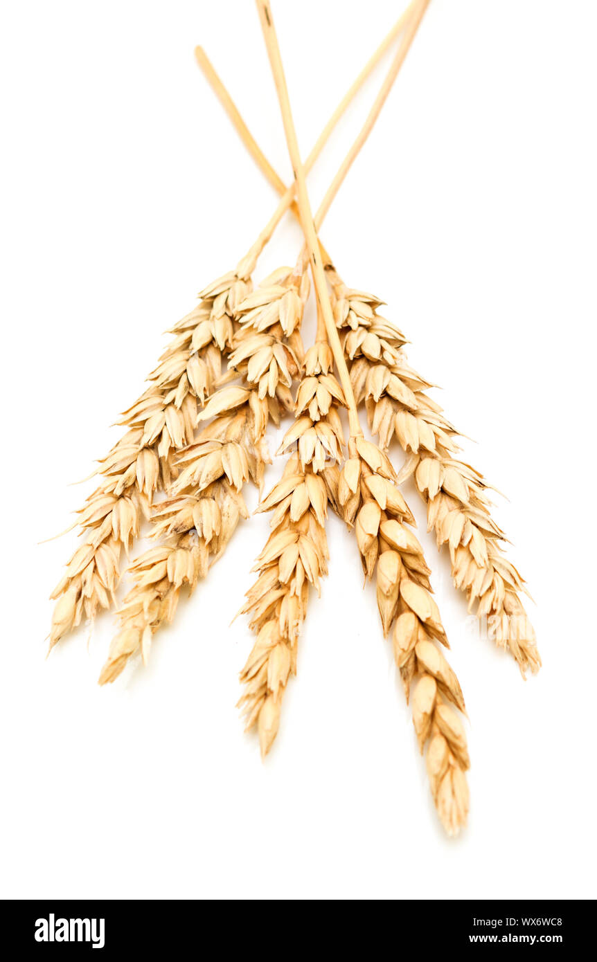Dried wheat plant hi-res stock photography and images - Alamy