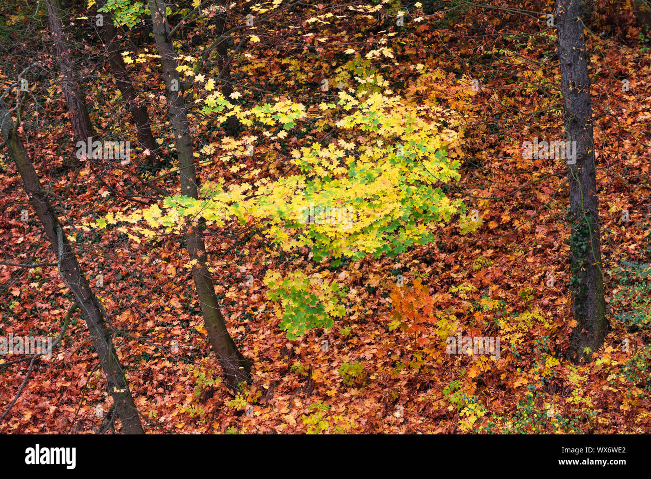 autumn leaves of trees in park Stock Photo - Alamy