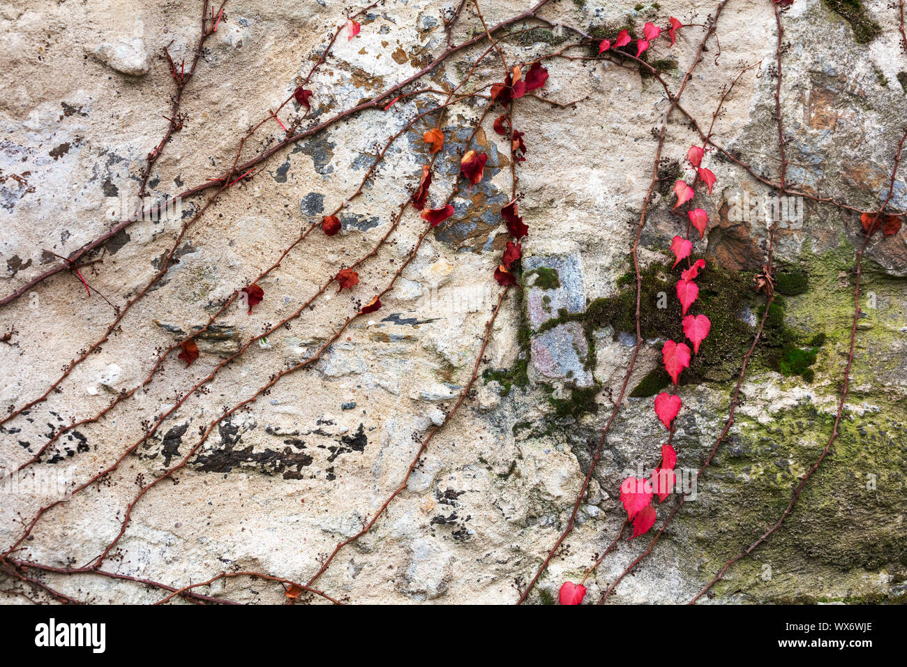 creeper on stone wall Stock Photo