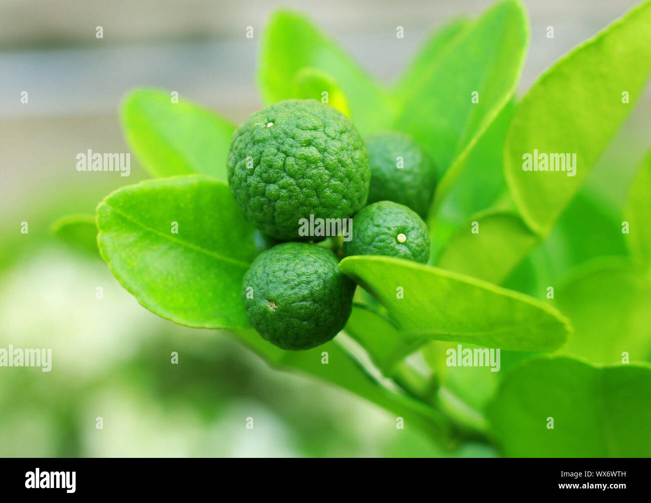 Kaffir lime fruit grown hanging hi-res stock photography and images - Alamy