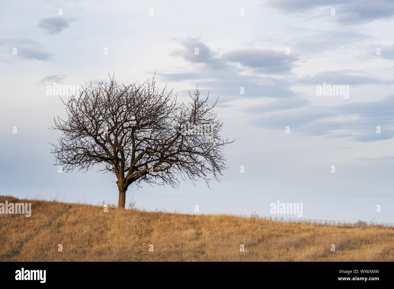 Cherry tree in winter hires stock photography and images Alamy