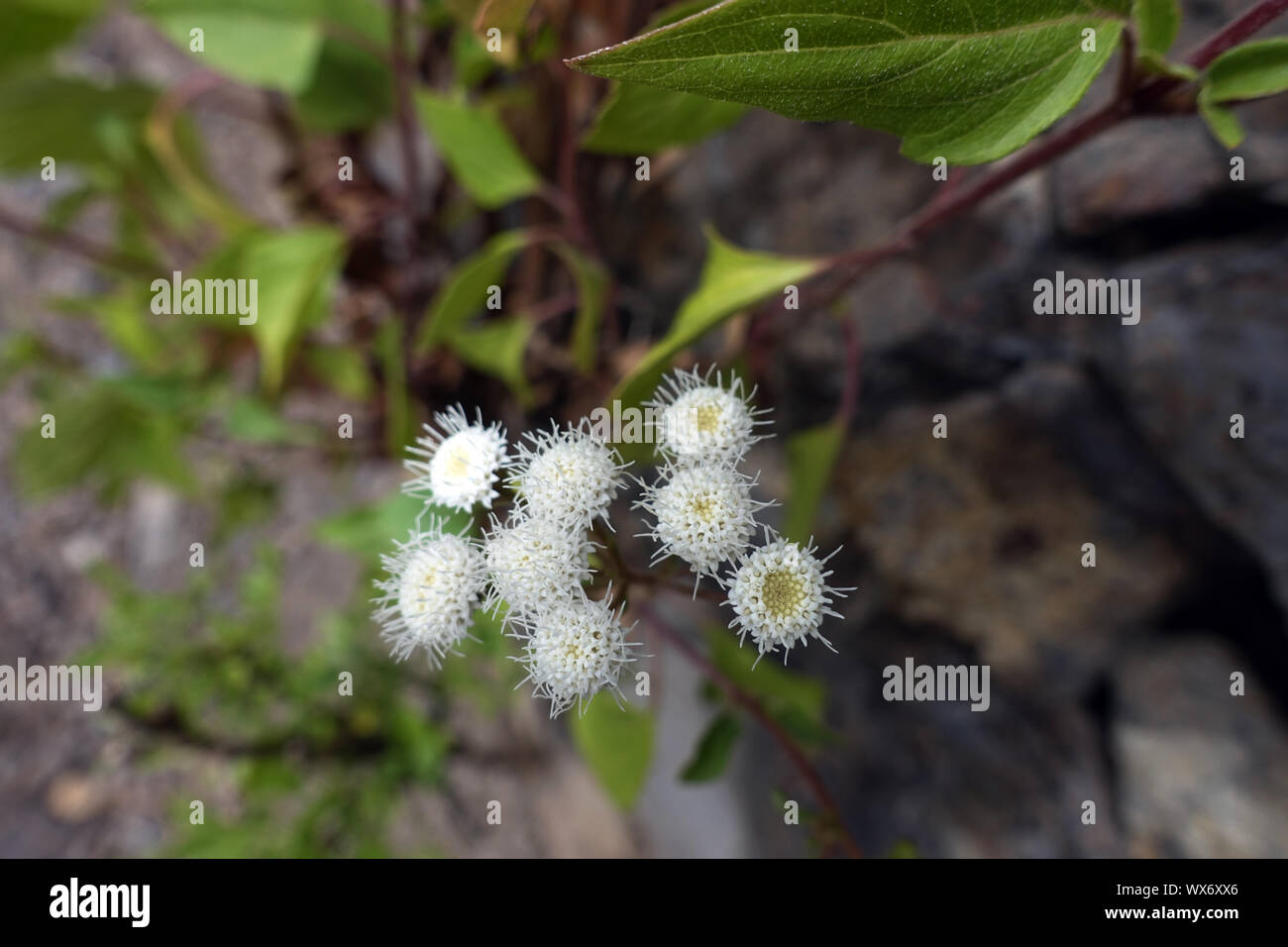 crofton weed or sticky snakeroot (Ageratina adenophora), Neophyte in the Canary Islands Stock Photo