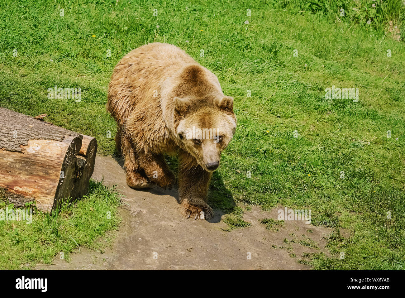 Bear on the Lawn Stock Photo