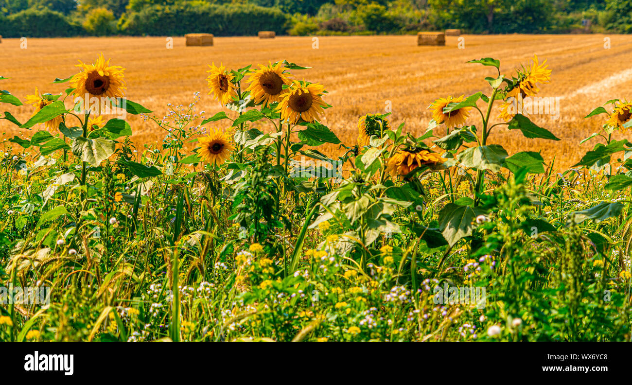 large close up view of sun flowers with bees pollinating on sunny ...