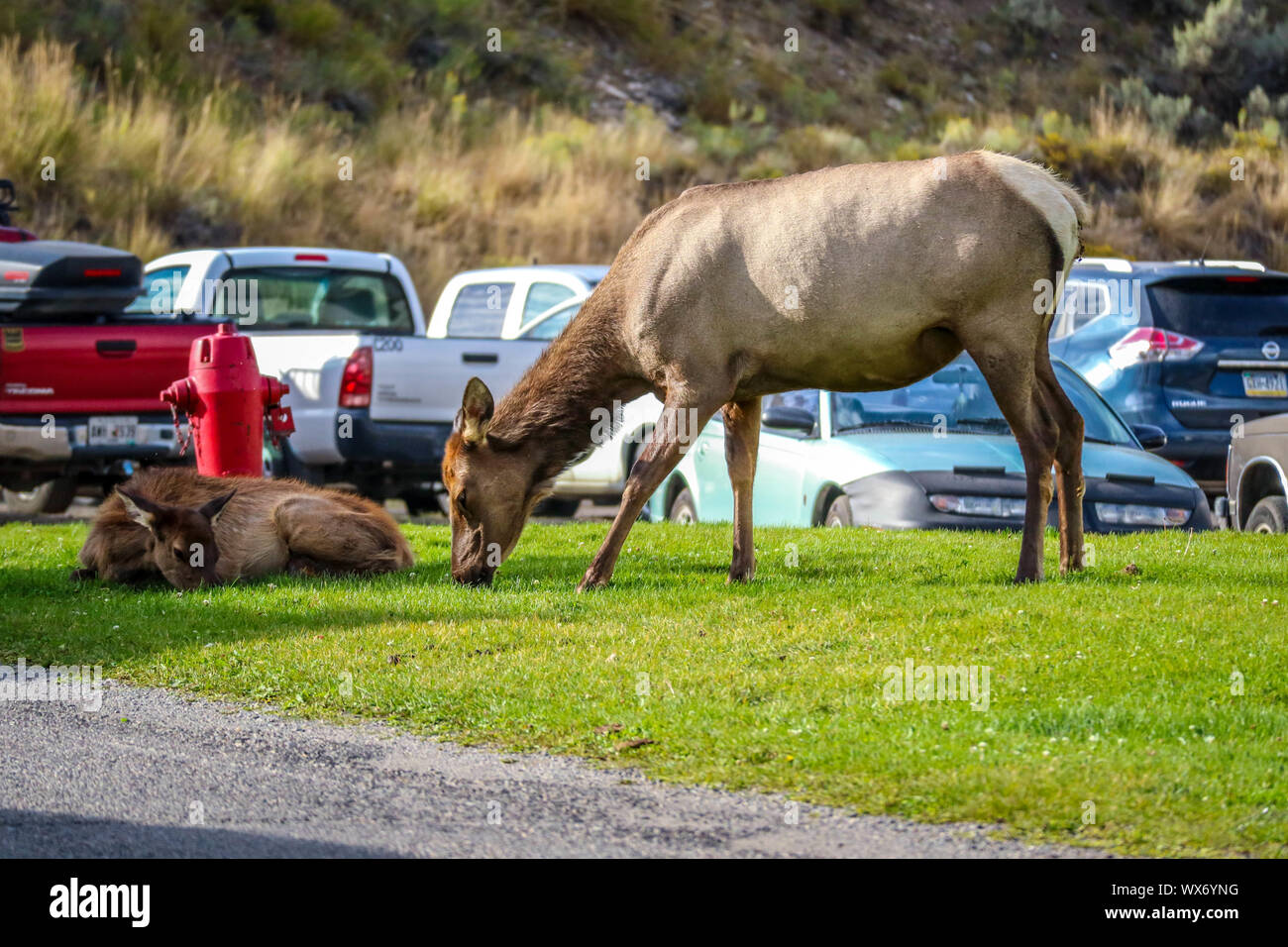 A Female Elk in Yellowstone National Park, Wyoming Stock Photo
