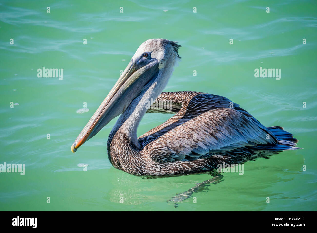 A Brown Pelican swimming around in Brandeton, Florida Stock Photo