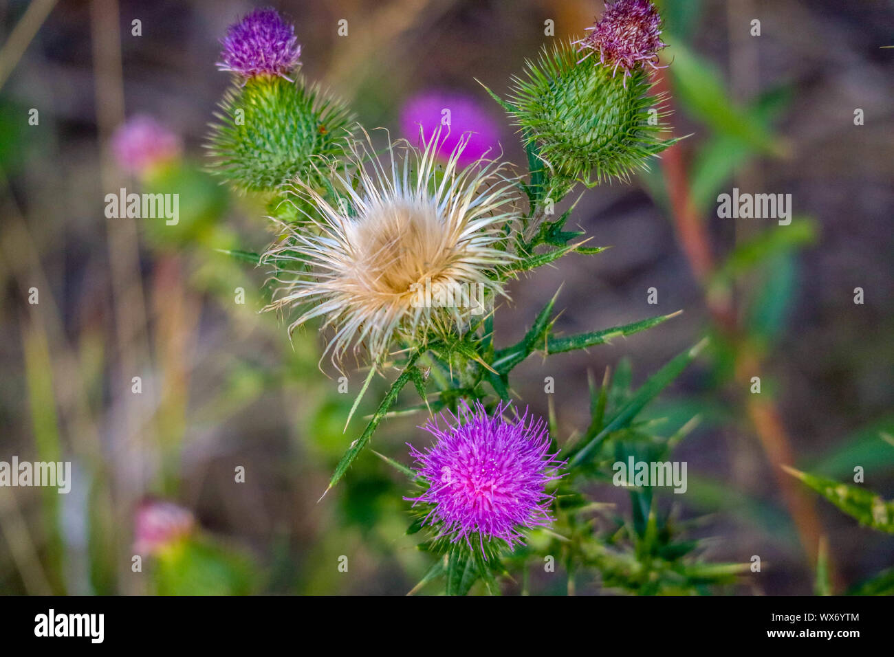 A Spear Thistle plant in Yellowstone National Park, Wyoming Stock Photo