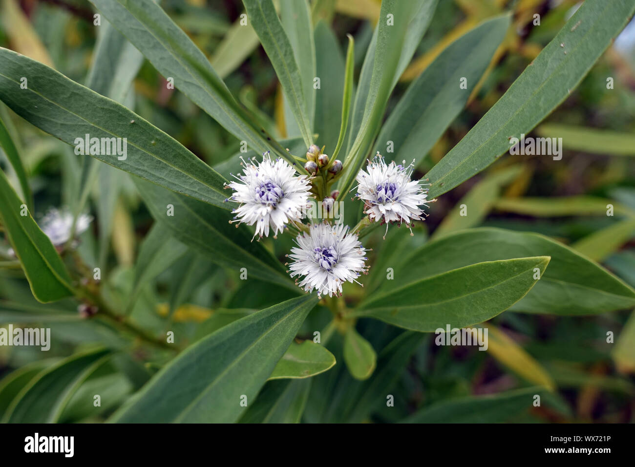 Globularia salicina, endemic to the Canary Islands Stock Photo